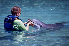 Grenzenloses Vertrauen haben die Delfine zu den Menschen
