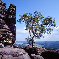 Auf dem Pfaffensteinplateau (Mrz)