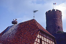 Storchennest in Kaysersberg