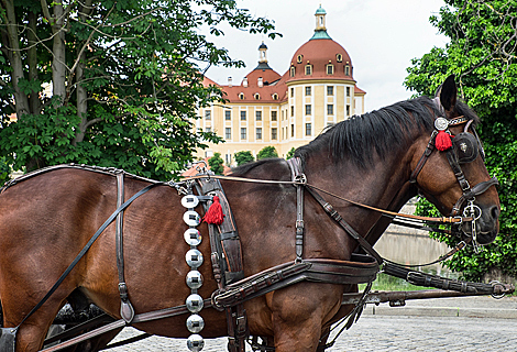 Pferdekutsche vor dem Schloss Moritzburg