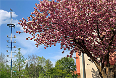 Kirschblüten mit Maibaum am Hans Mielich Platz
