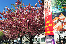 Kirschblüten Hanami in Untergiesing