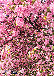 Kirschblüte in Untergiesing