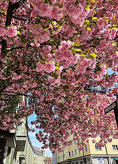 Kirschblüten Hanami in Untergiesing