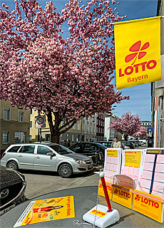 Kirschblüten Lotto in Untergiesing
