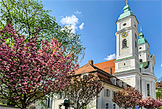 Kirschblüte St.Franziskus Kirche in Untergiesing