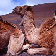 Kamelritt in den Feuerbergen (April)