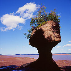 Flowerpot Rocks bei Ebbe in der Fundy Bay (Mai)