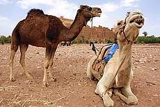 Kamele vor der Kasbah Ait Ben Haddou nahe Quarzazate (April)