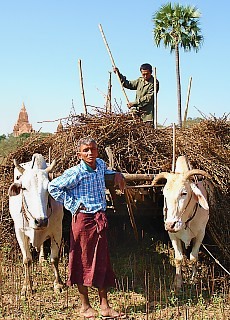 Ochsengespann in Bagan (Januar)