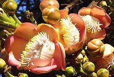Blüten des Boddhi Baumes