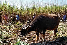Zuckerrohrernte mit Wasserbüffel am Inle See