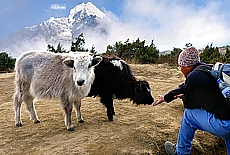 Yak Zuchtstation in Syangboche (Mai)