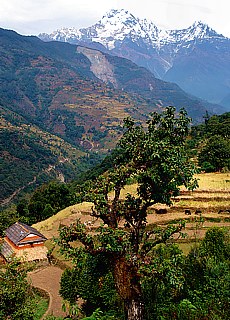 Annapurna Süd von Gurung (Februar)
