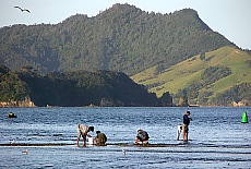 Muschelsammler bei Ebbe am Strand von Whitianga