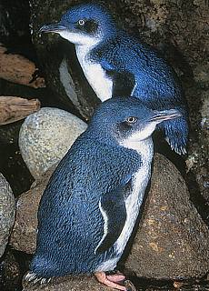Blaue Pinguine bei Oamaru (Februar)