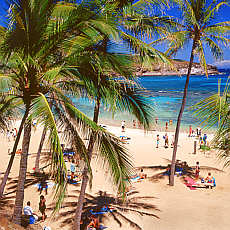 Palmenstrand an der Hanauma Bay auf Oahu (Mai)