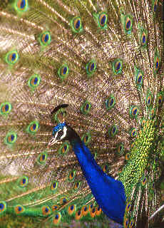 Pfau