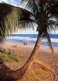 Palmen am Strand von Grand Anse (Oktober)