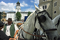 Pferdekutschen am Domplatz
