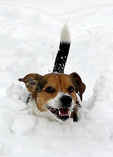 Wintermärchen in München - Jack Russell Terrier