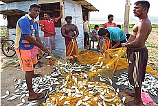 Fischer in Negombo (März)