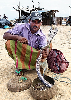 Schlangenbeschwörer mit Kobra am Fischmarkt in Negombo (Februar)