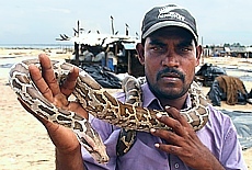 Singhalesischer Schlangenbeschwörer mit Python (Februar)