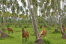 Kokosnussfarm mit Pferden auf Tahiti (November)