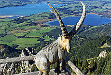 Steinbock am Tegelberghaus