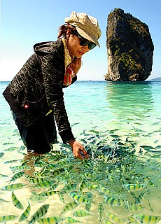 Bunte Fische auf der Insel Ko Poda (Mai)
