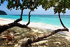 Warane am Strand von Ko Rock