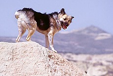 Wildhunde in Kappadokien