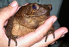 Frosch beim Abendessen in der Jungle Lodge