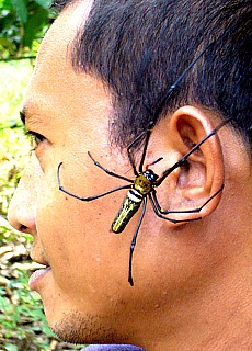 Riesenspinne in der Jungle Lodge