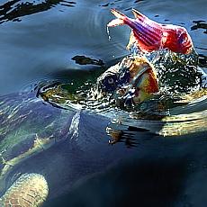 Karett Schildkröte in der Sumpflandachaft von Dalyan (September)