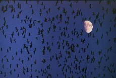 Vögel sammeln sich im Mondlicht