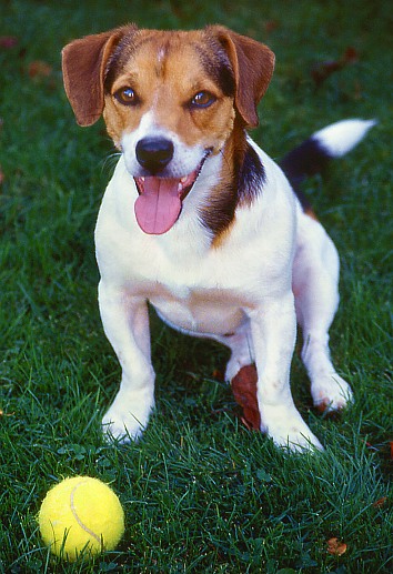 Jack Russell Terrier